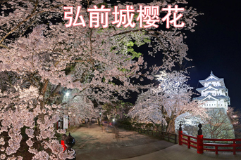 弘前城樱花