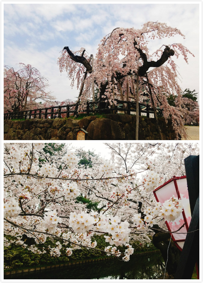 青森旅游-弘前公园樱花花况